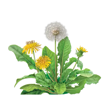 DJEČJI VRTIĆ MASLAČAK