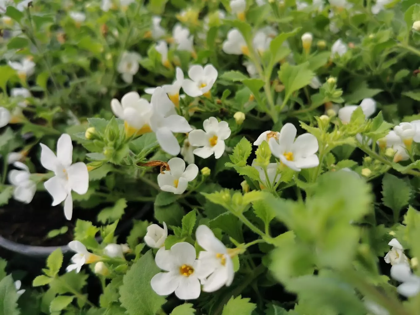 Prodaja ukrasnog bilja Prodaja ukrasnog bilja Bibinje, RH