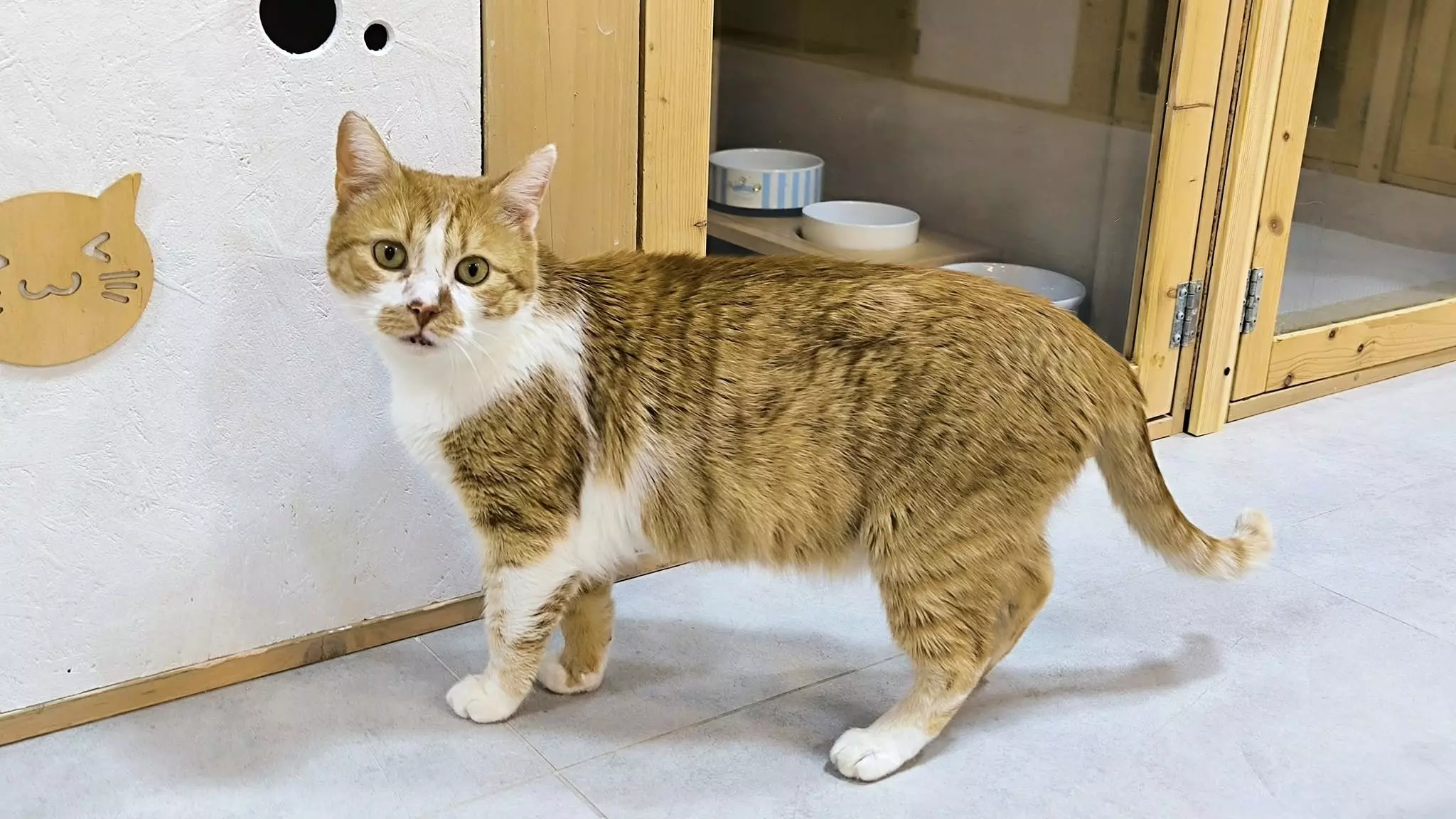 Čuvanje mačaka u Zagrebu