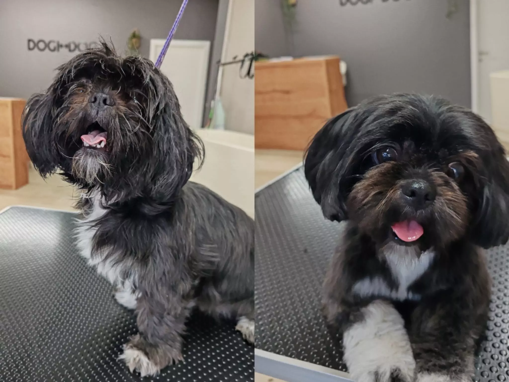 Šišanje i uljepšavanje pasa u Zadru