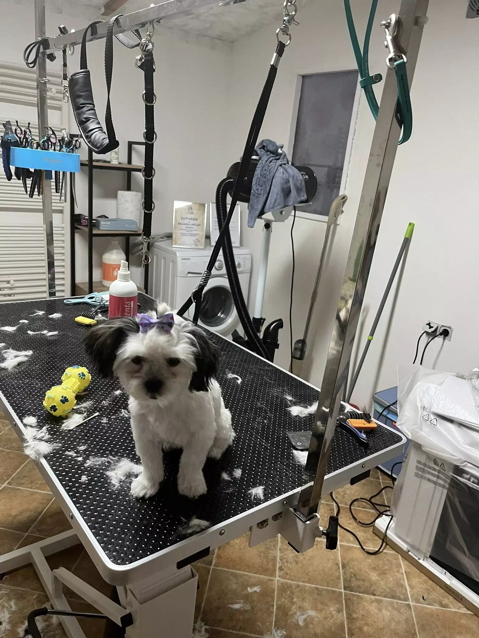 Šišanje i kupanje pasa Osijek