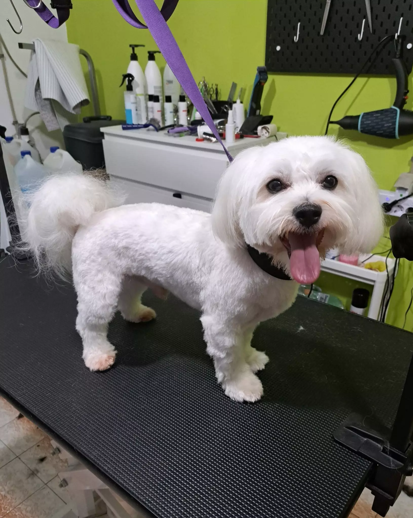 Šišanje i kupanje pasa 