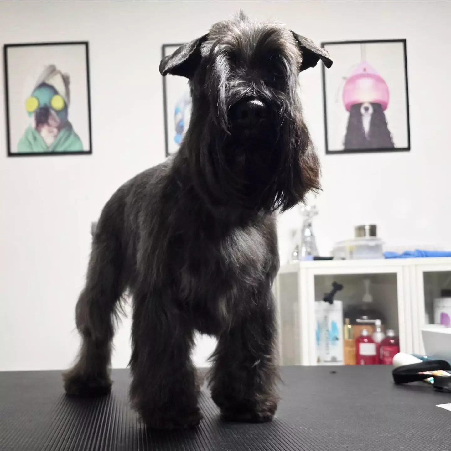 Šišanje pasa Karlovac