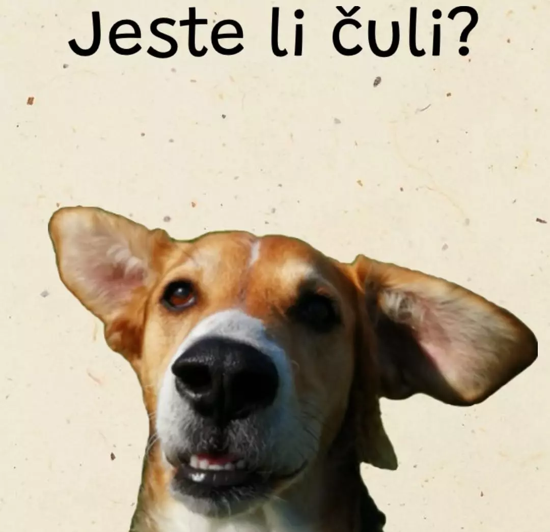 Škola za ponašanje i treniranje pasa u Čakovcu