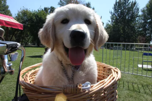 Školovanjepasapomagača,Zagreb,Zagrebačkažupanija,Hrvatska Školovanjepasapomagača,Zagreb,Zagrebačkažupanija,Hrvatska