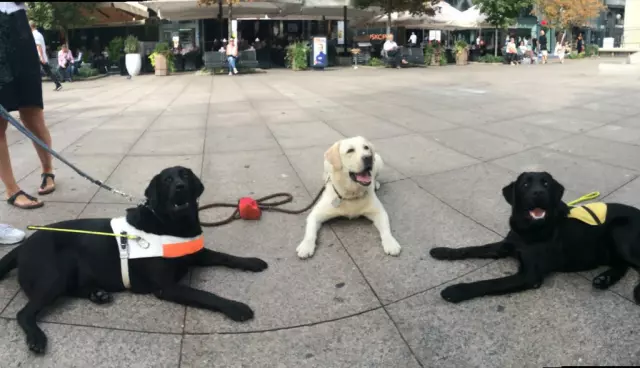 Školovanjepasavodiča,Zagreb,Zagrebačkažupanija,Hrvatska Školovanjepasavodiča,Zagreb,Zagrebačkažupanija,Hrvatska