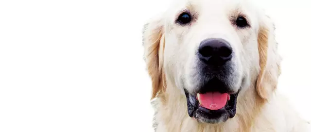 Školovanjepasavodičaipomagača,Zagreb,Hrvatska