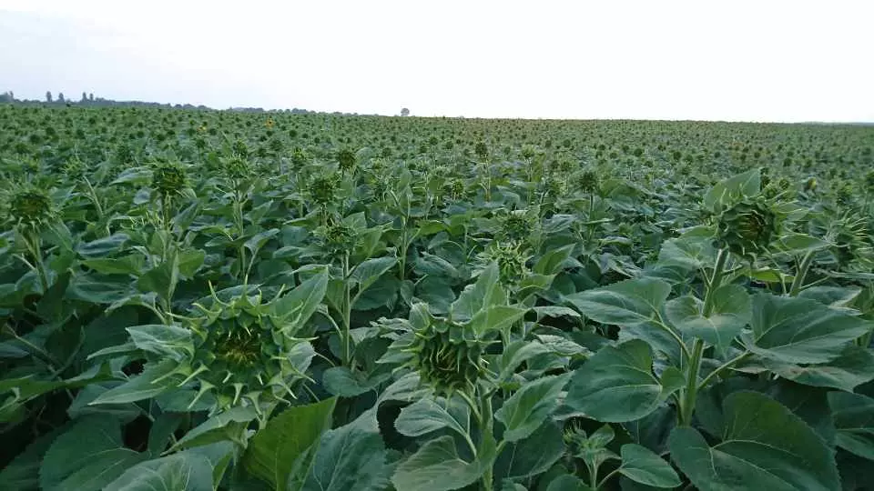 Agrolastapoljoprivreda Agrolastapoljoprivreda