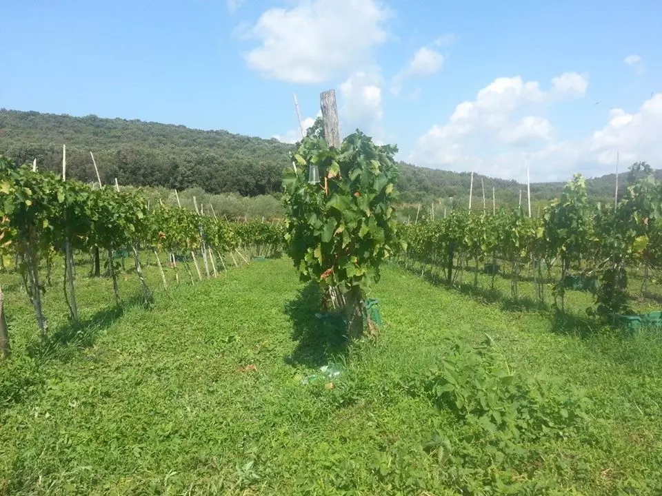 AgroturizamidegustacijeuljaivinauRovinju5