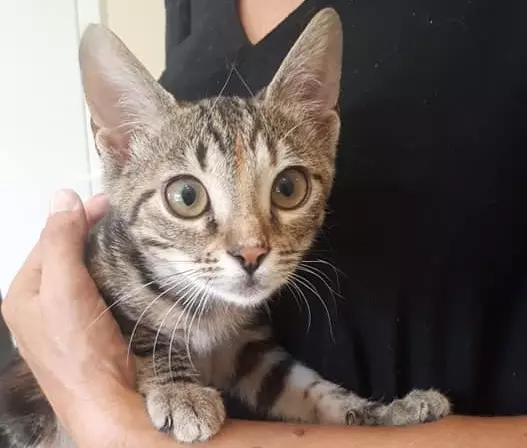 Ambulanta za pse i mačke, grad Medulin, Istarska županija