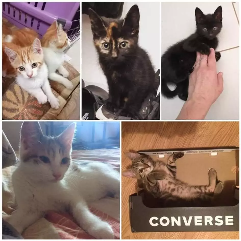 Ambulanta za pse i mačke, grad Medulin, Istarska