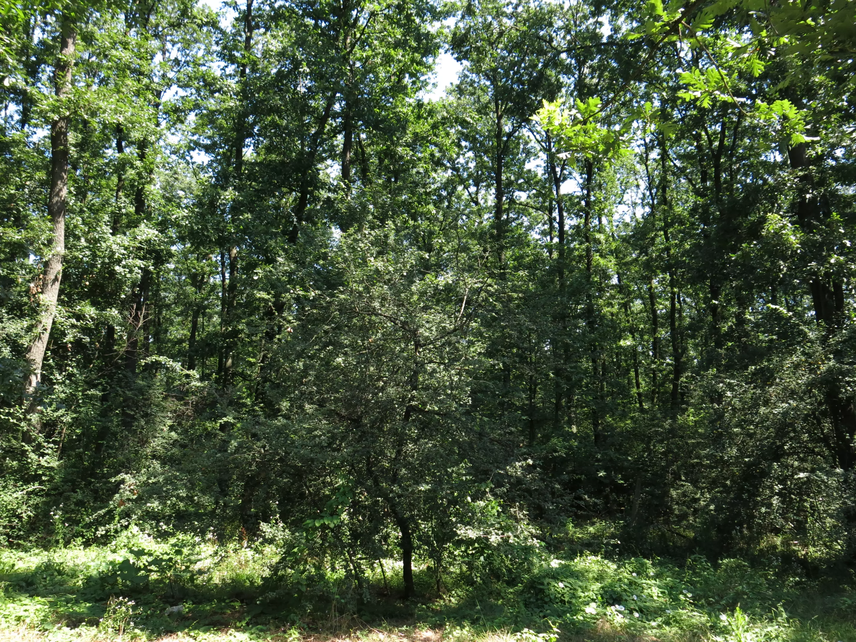 AntikorozivnazaštitaVugrovecGornji3 AntikorozivnazaštitaVugrovecGornji3