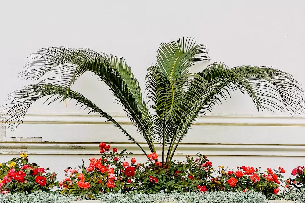 Balkonskicvijeće Balkonskicvijeće