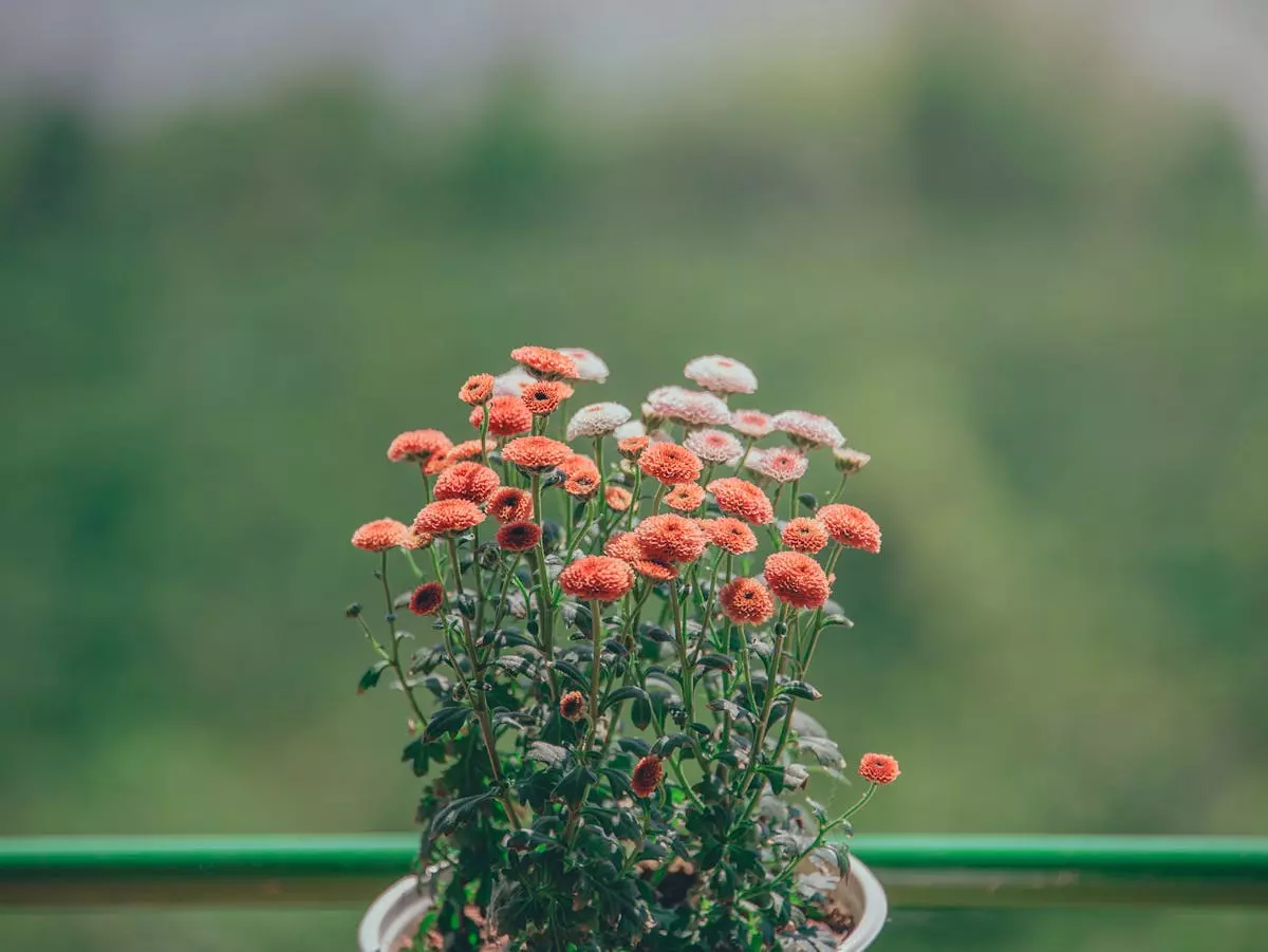 Cvijeće Rezano i balkonsko cvijeće Varaždinska županija u Hrvatskoj