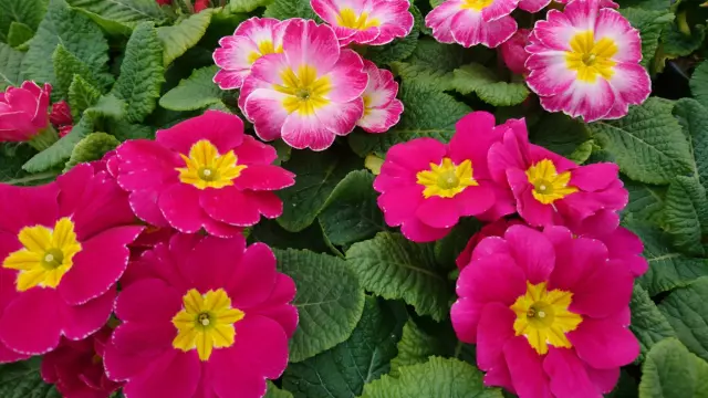 Balkonskocvijećeisezonskocvijeće,Ludbreg,Varaždin