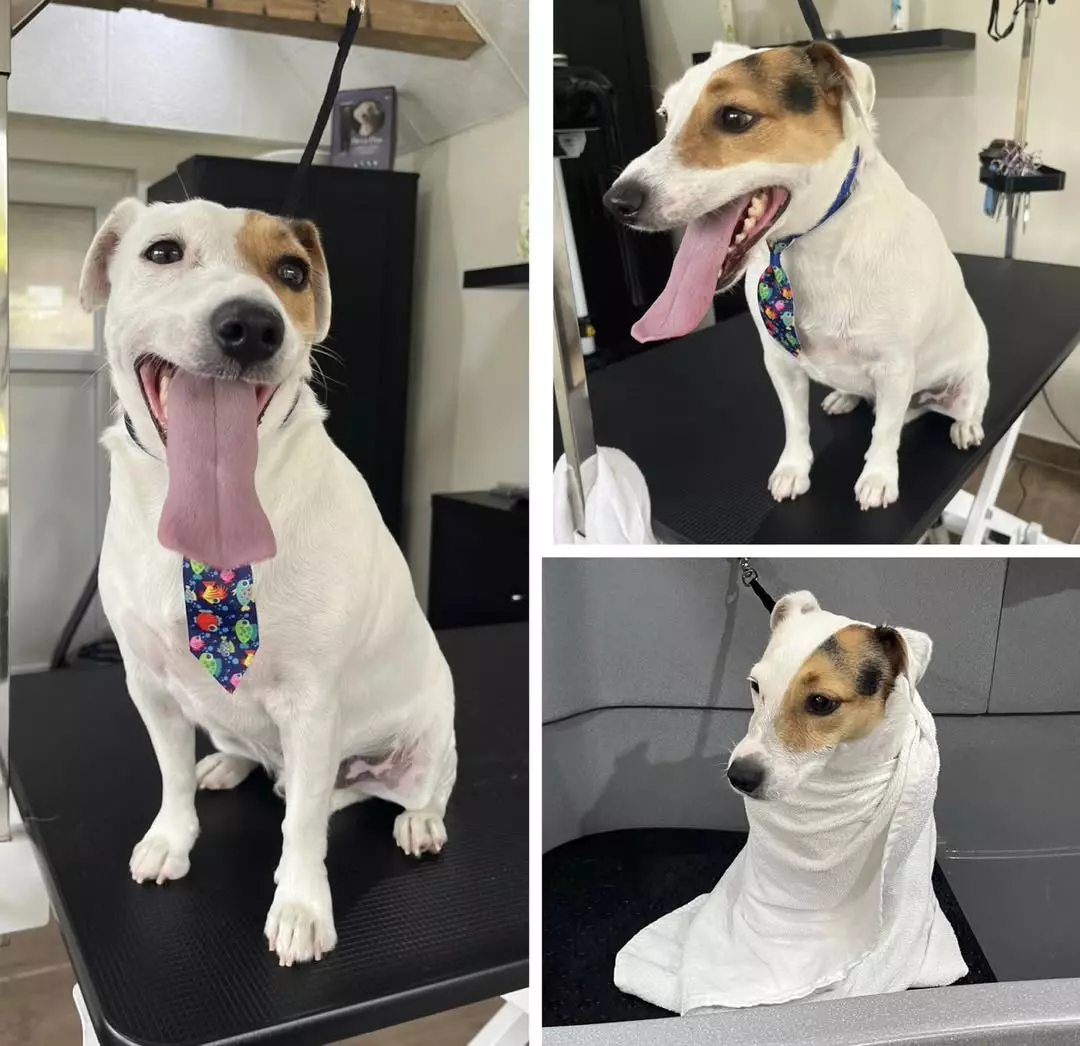 Šišanje i uređivanje pasa u Novoj Gradiški