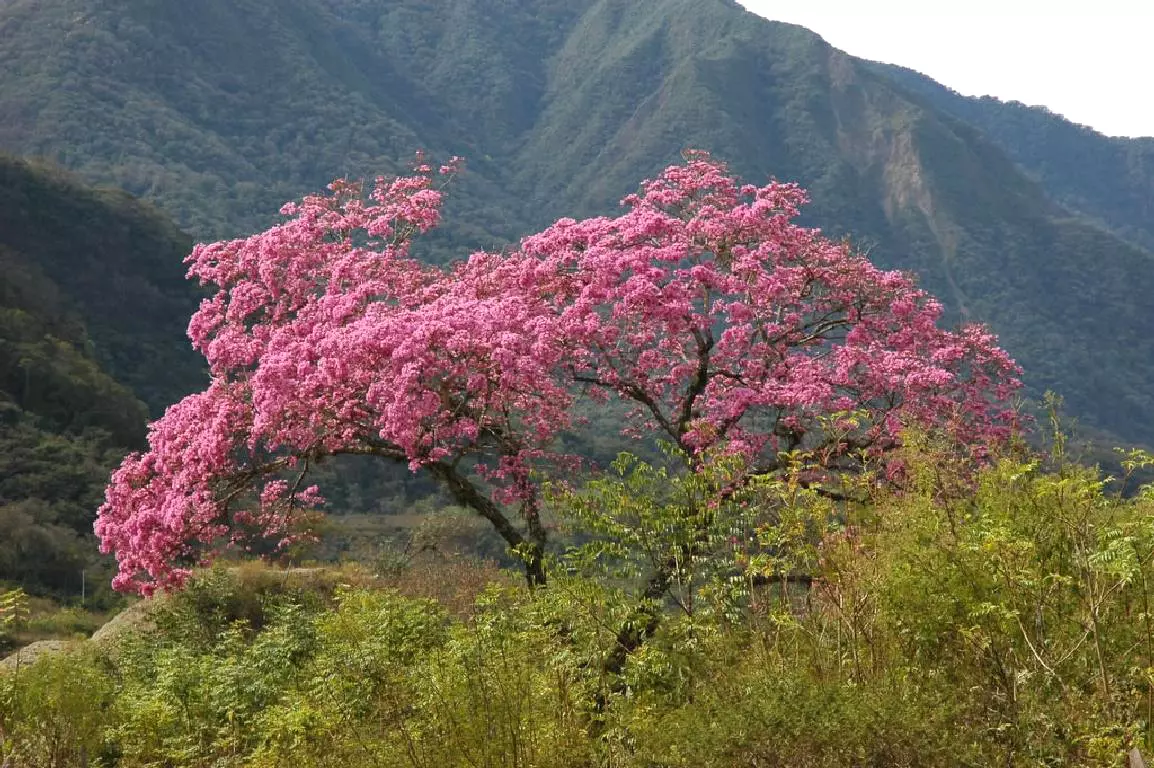 Biljnipreparatiidostavapošiljaka,Tisno,Šibenik