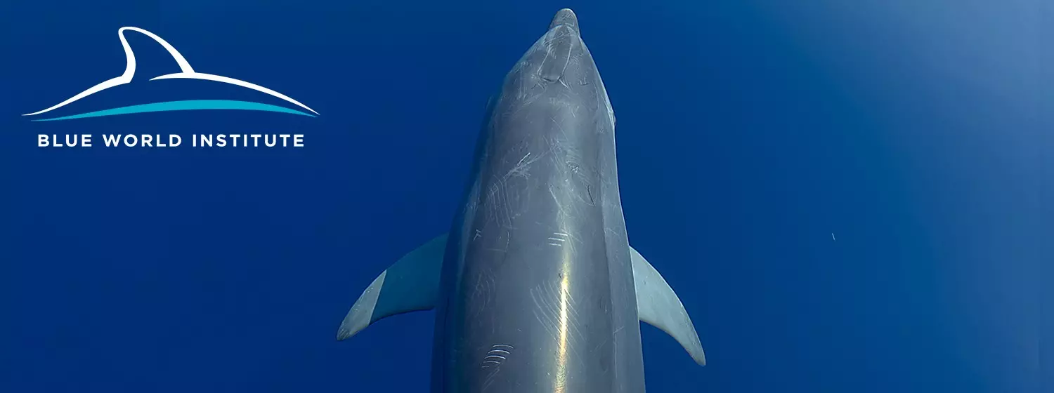 BlueWorldInstituteVeliLošinj1 BlueWorldInstituteVeliLošinj1