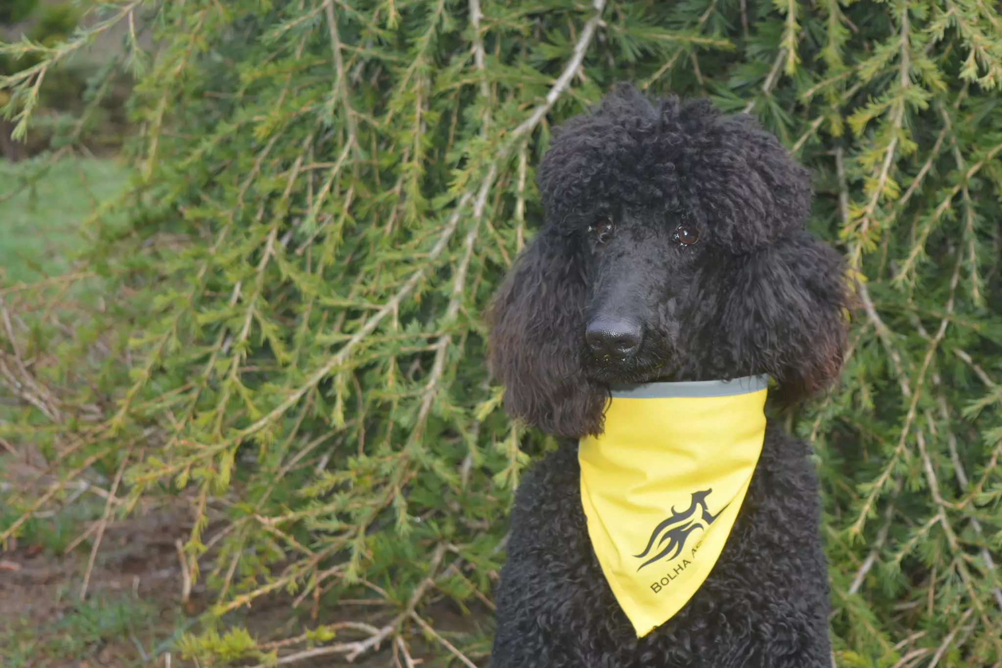 Škola za pse Škola za pse Klana, Hrvatska