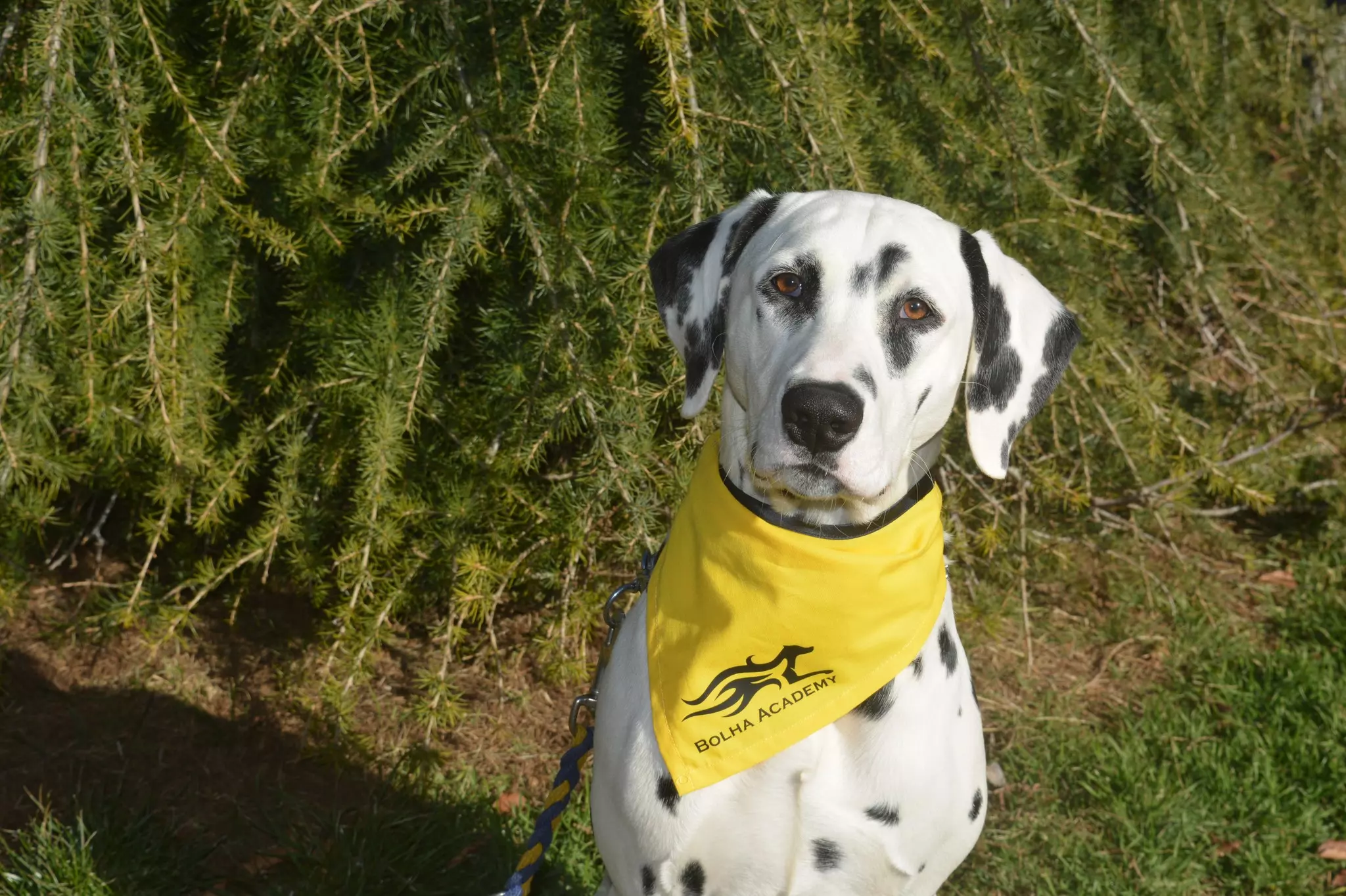 Škola, psi Škola za pse Klana u Primorsko-goranskoj županiji