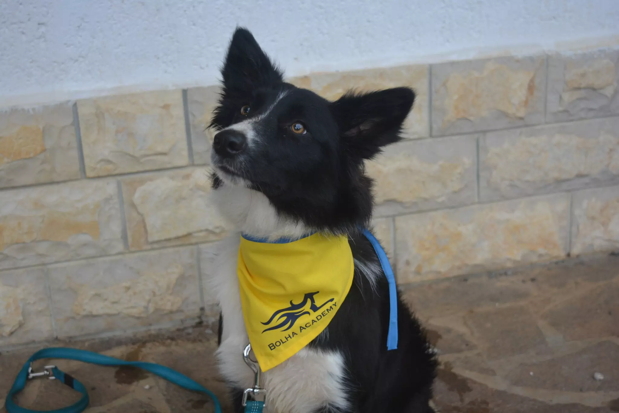 Dresura i odgoj pasa Klana, Hrvatska