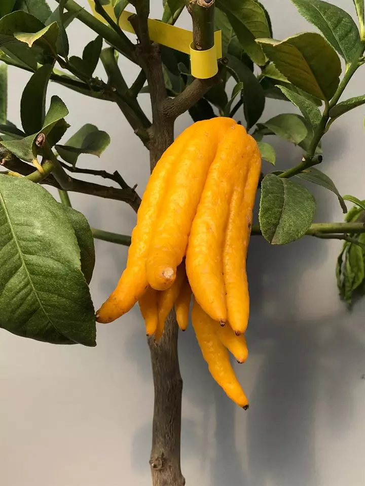 Budini_prsti_vrtni_centar_drijen