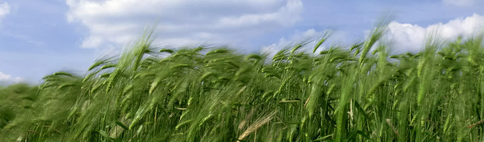 Repelenti i zaštita poljoprivrednih površina Kloštar Ivanić, Hrvatska