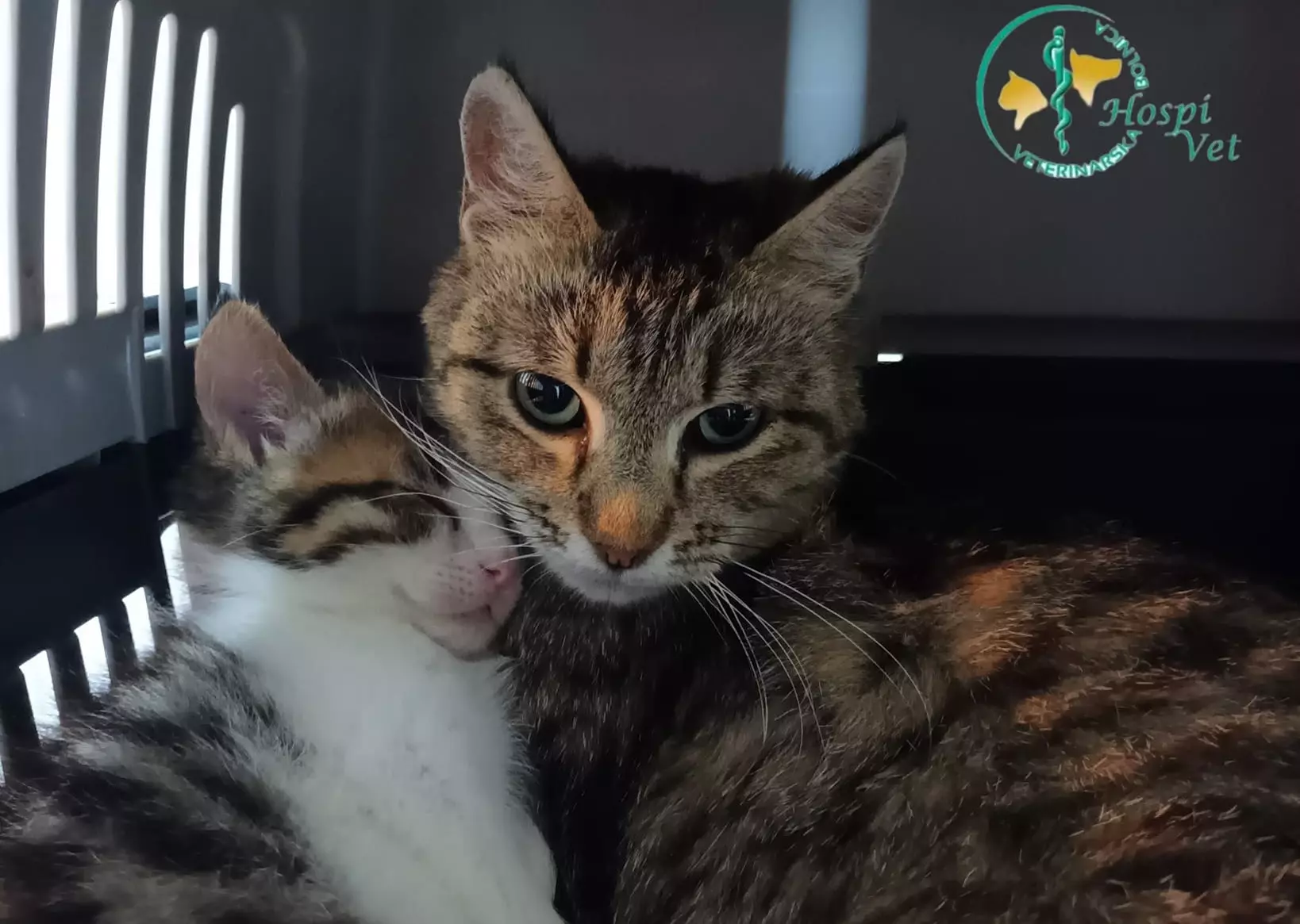 CijepljenjepasaimačakaZagreb