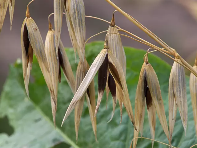 Crnazobiječam,Zdenčac