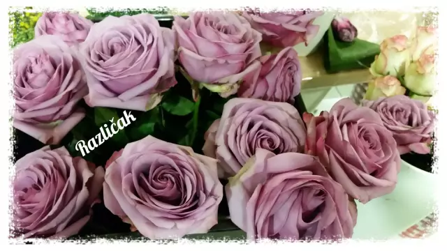 Cvjećarnica,dostavacvijećaMeđimurje,Čakovec