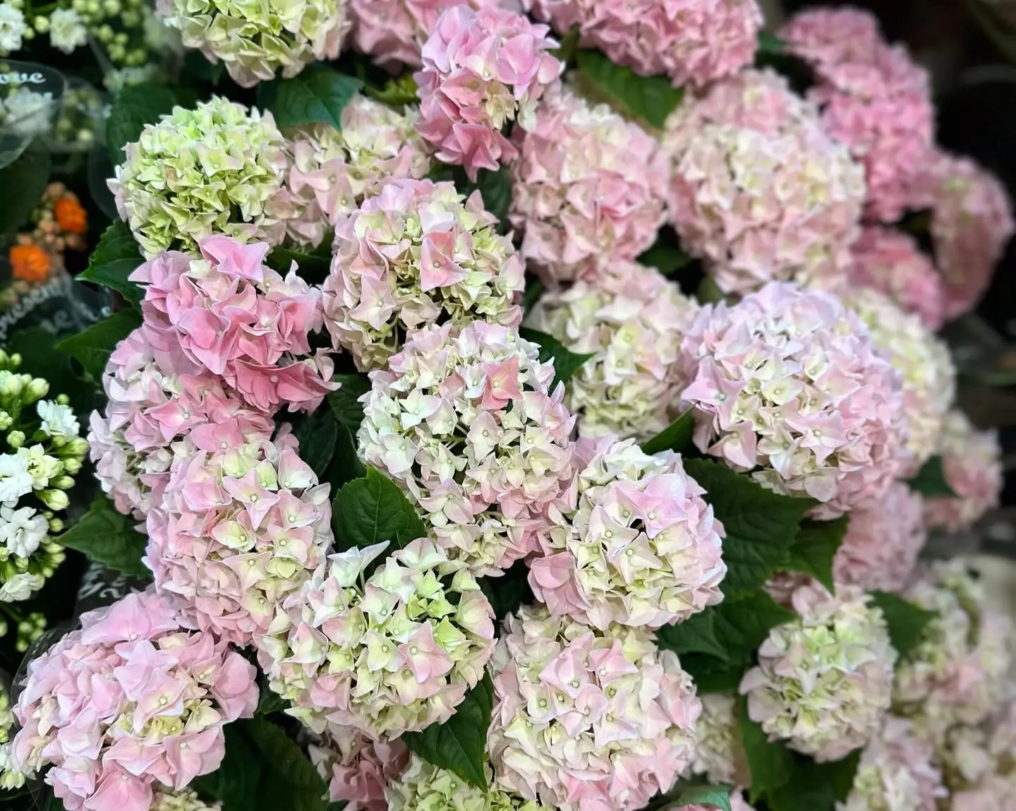 Cvjećarske usluge i cvjetni aranžmani, cvjećara Cvjećarske usluge i cvjetni aranžmani u Novoj Topoli