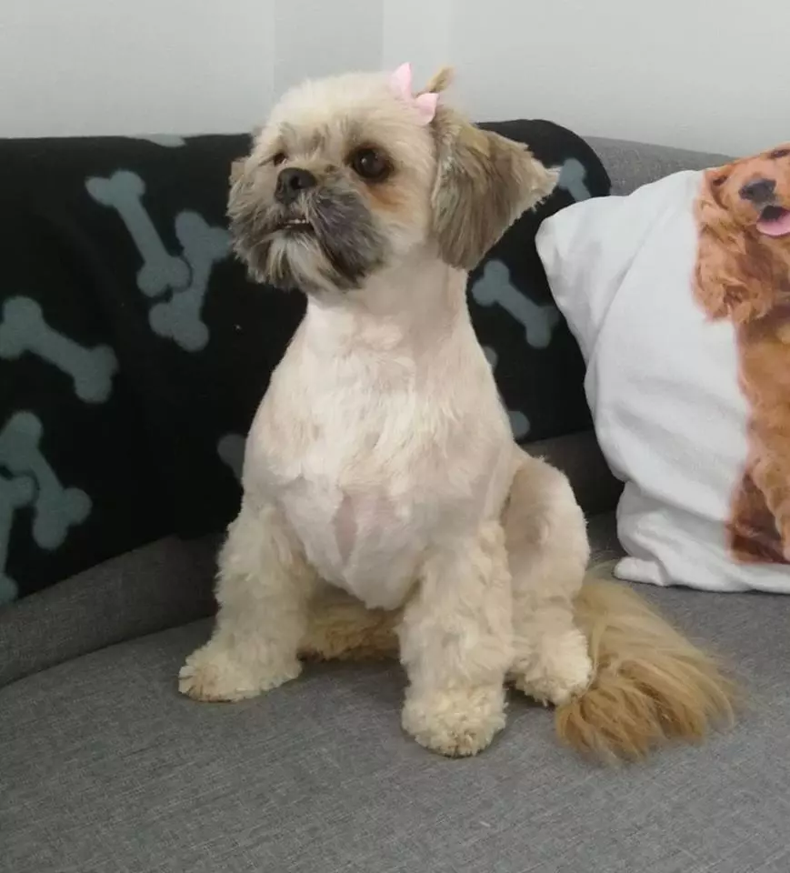 Detaljnije_uređivanje_i_njega_pasa Detaljnije_uređivanje_i_njega_pasa