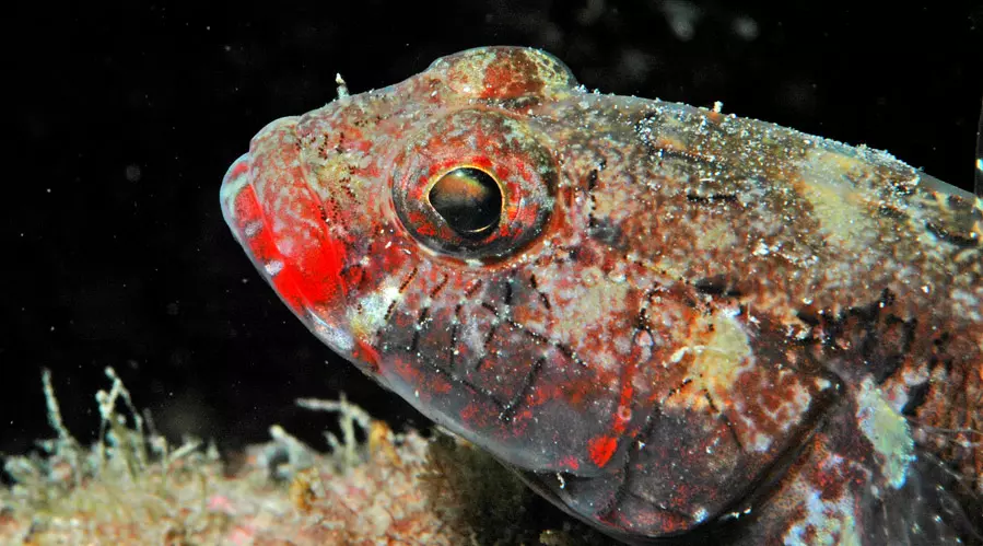 DivingPula1 DivingPula1