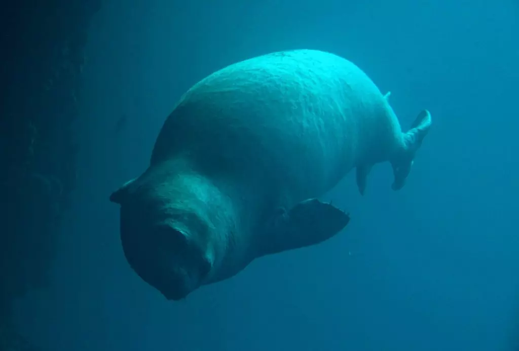 DivingPula3 DivingPula3