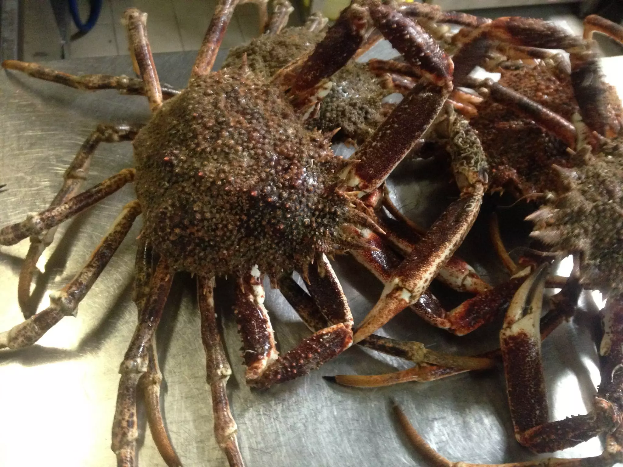 Restoran mediteranske visoke kuhinje, grad Poreč Hrvatska