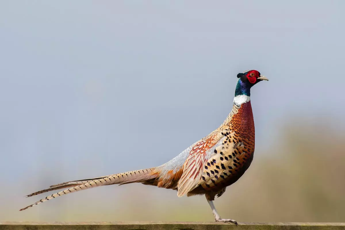 Lovačko društvo Fazan Strizivojna u RH