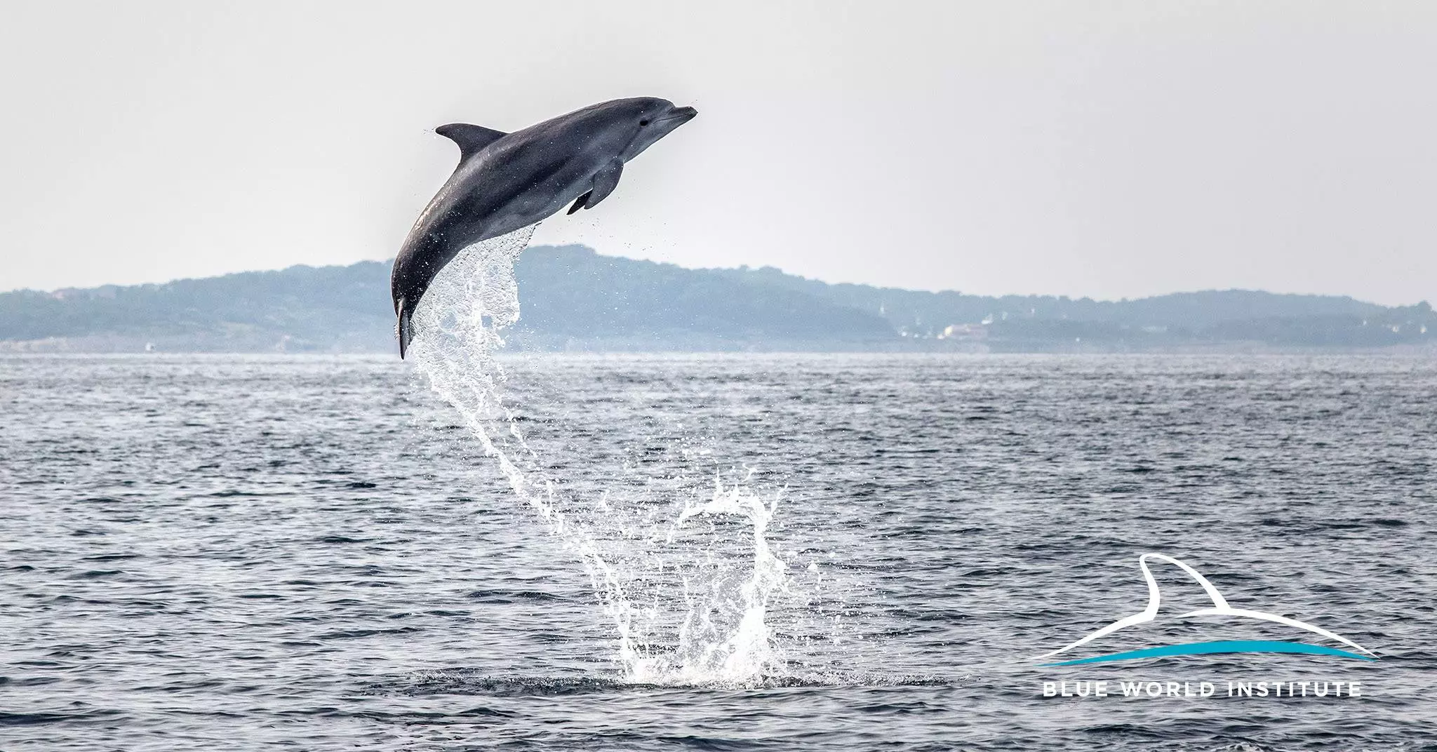 DolphinwatchingVeliLosinj2 DolphinwatchingVeliLosinj2