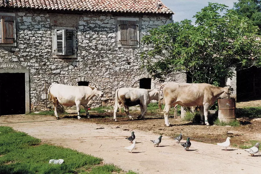 Domaćiistarskiproizvodi,istarskavinaismještaj,Brtonigla