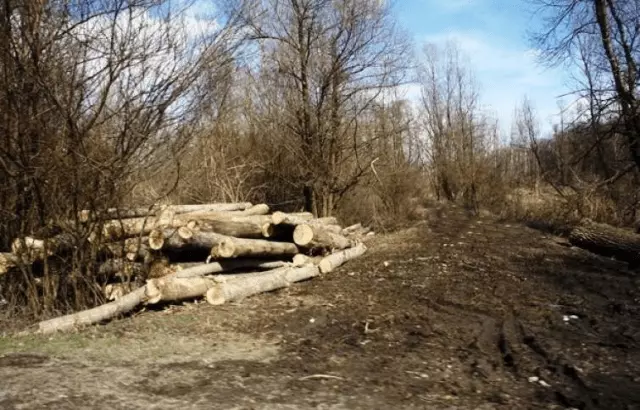 DrvailicenciranasjecasumaStaroPetrovoSelo1