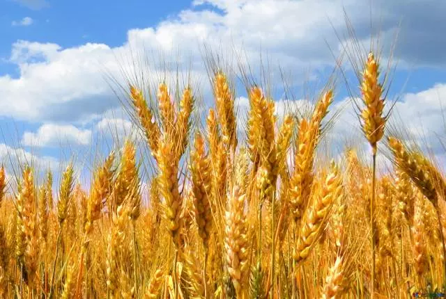 EkološkaproizvodnjaiprodajažitaricauljaricaBilje1