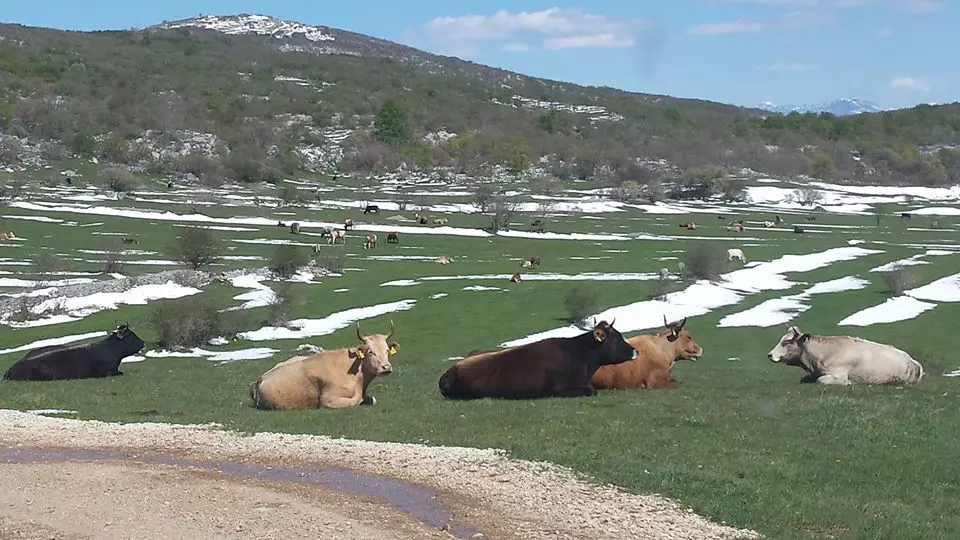 EkološkaproizvodnjaiprodajadomaćegmesaSplit10 EkološkaproizvodnjaiprodajadomaćegmesaSplit10