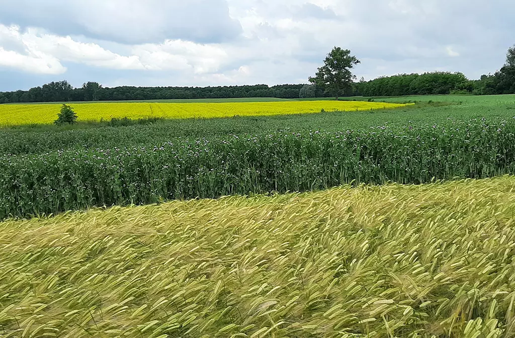 Ekološko sjeme za sjetvu - Hrvatska