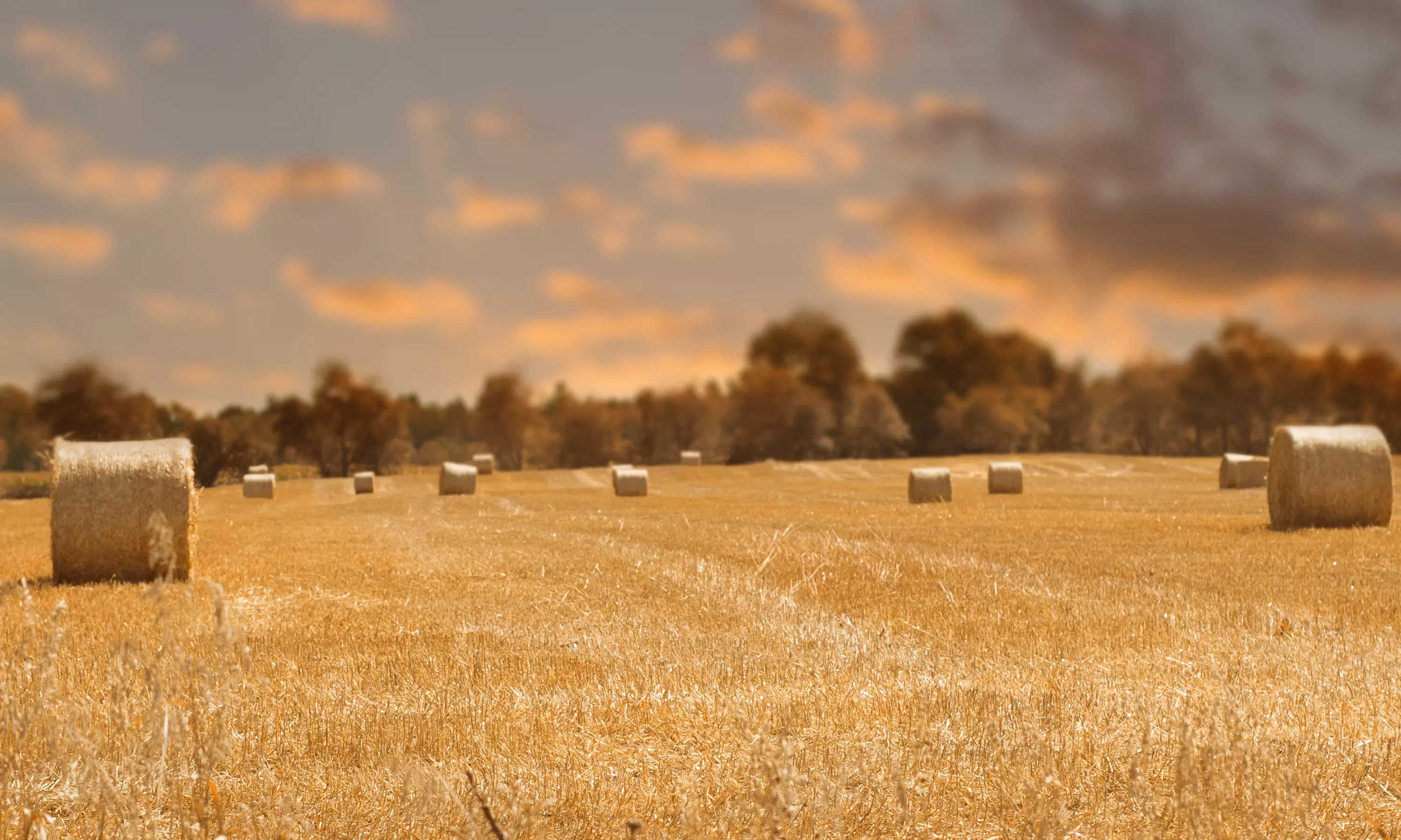 EkoloskaproizvodnjasijenaHrvatska7 EkoloskaproizvodnjasijenaHrvatska7