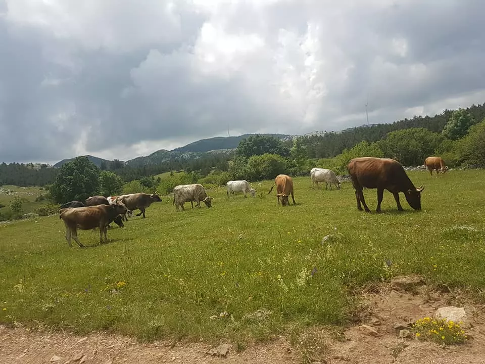 EkološkiuzgojdomaćegmesaSplit4 EkološkiuzgojdomaćegmesaSplit4