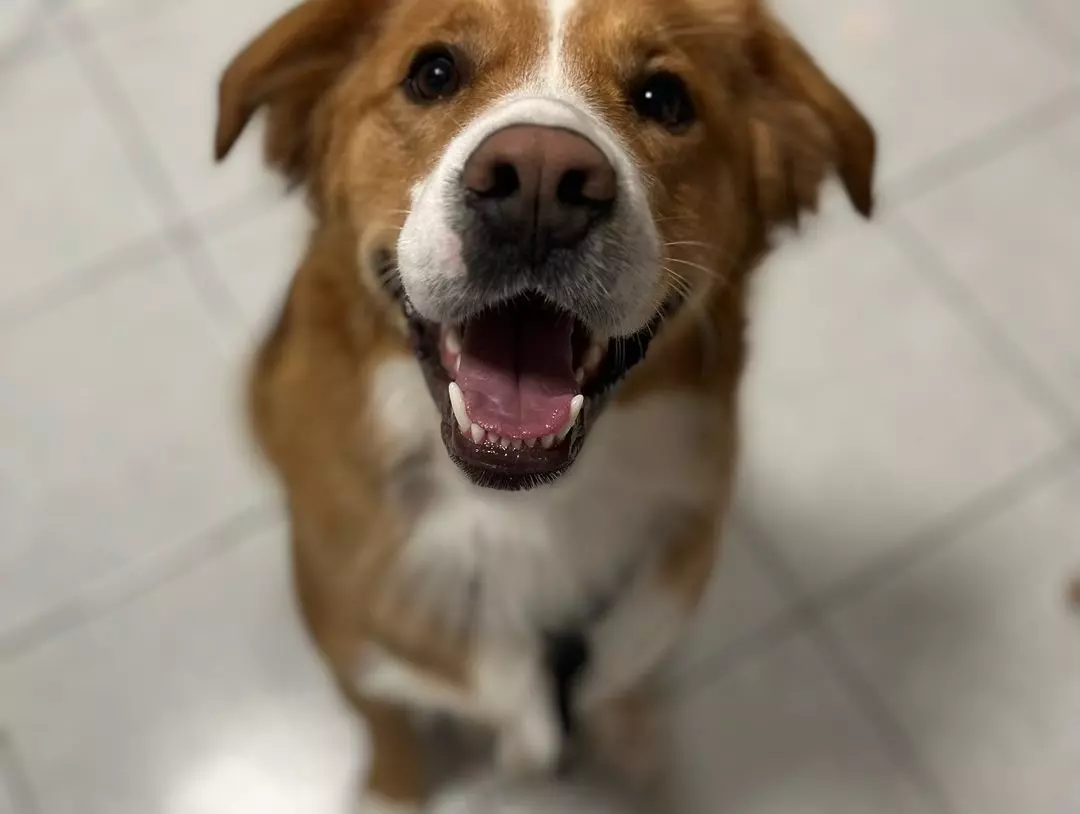 Pet shop i grooming salon Rab, Hrvatska