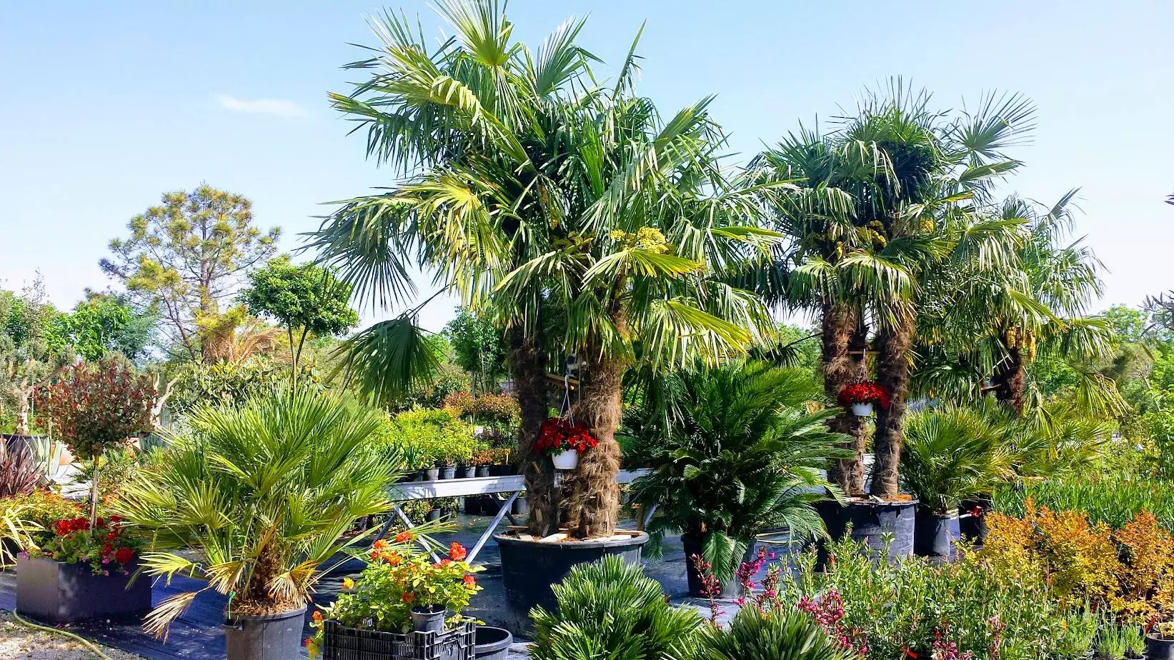 Održavanje zelenih površina Zadar Zadarska županija