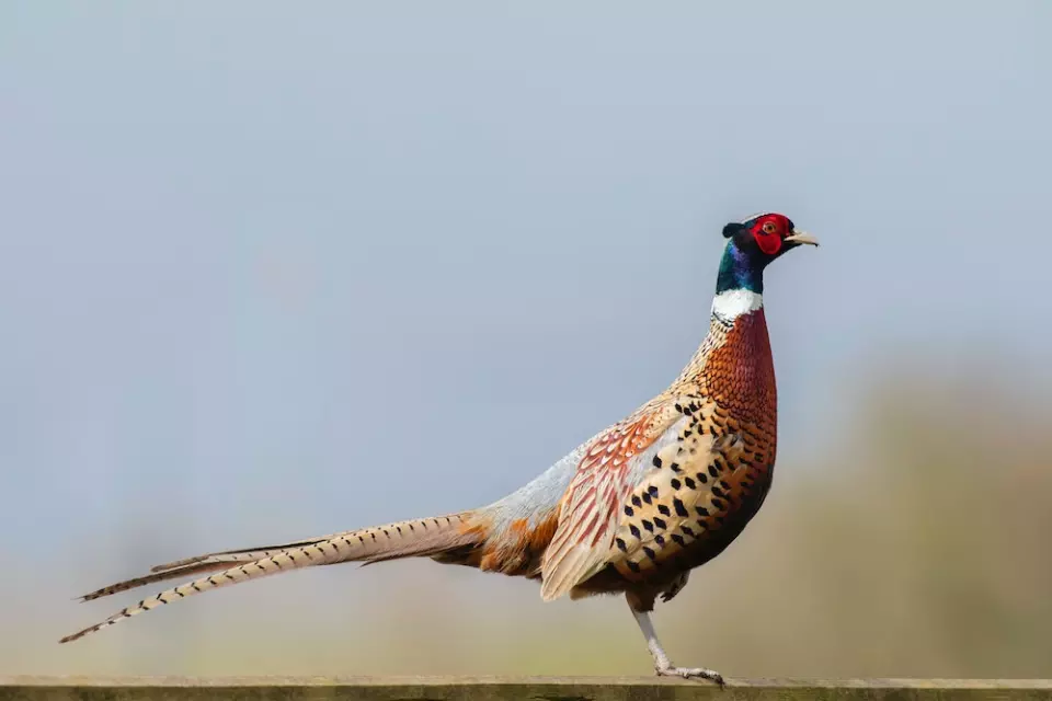 Lov i zaštita divljači Lov i zaštita divljači Dragonožec u Hrvatskoj