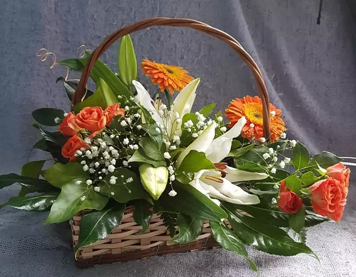 Flamingocvijeće Flamingocvijeće