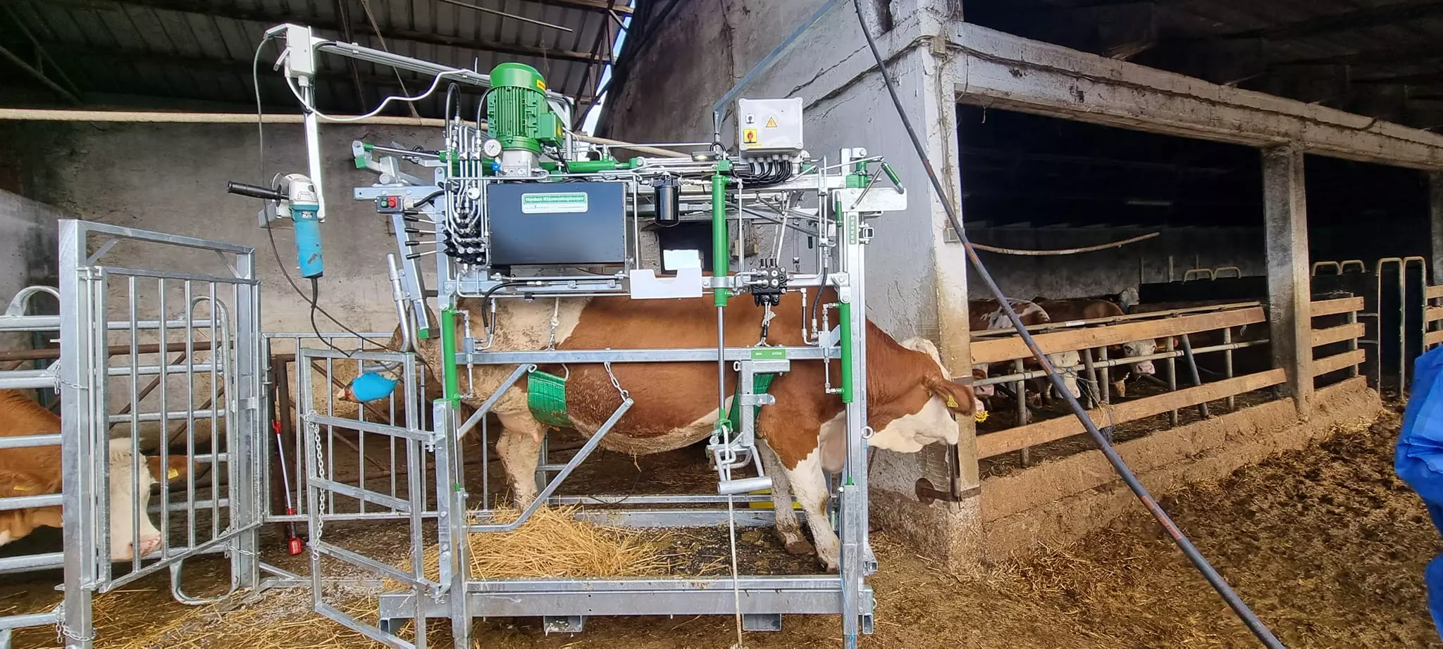 Obrada papaka muzne krave Obrada papaka muznih krava Đakovo, Hrvatska