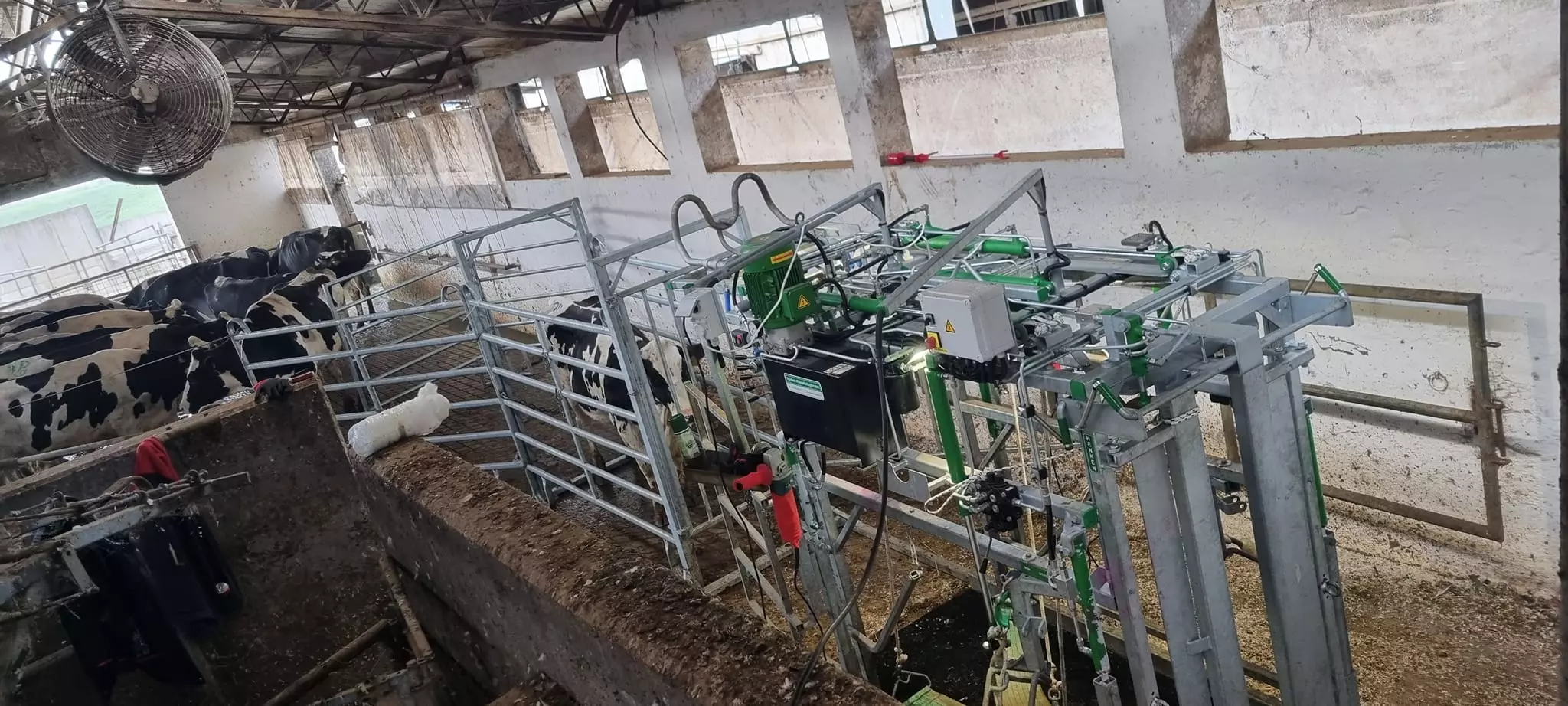 Ispravak papaka muznih krava Piškorevci